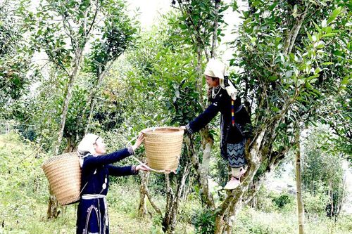 Na Hang có 1 sản phẩm đạt OCOP tiềm năng 5 sao