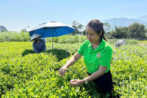 Nàng dâu 9x với thương hiệu chè sạch trên đất Văn Yên