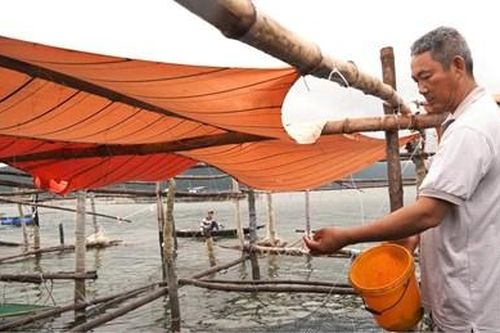 Nuôi cá lồng tránh lũ