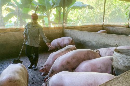 Thành phố khuyến khích các mô hình nông dân phát triển sản xuất