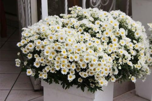 Cách trồng cúc họa mi từ hạt, sau 12 tuần hoa nở sum suê