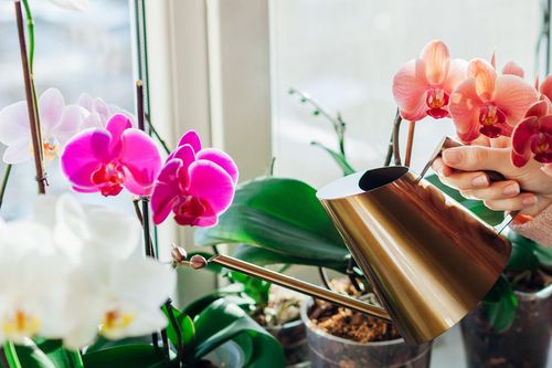 Cách tưới nước cho lan hồ điệp