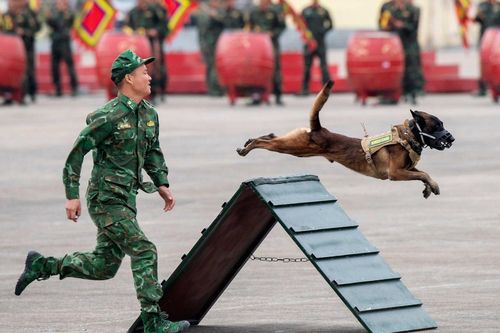 Quân khuyển trình diễn vượt vòng lửa, nhảy qua vật cản tại triển lãm quốc phòng