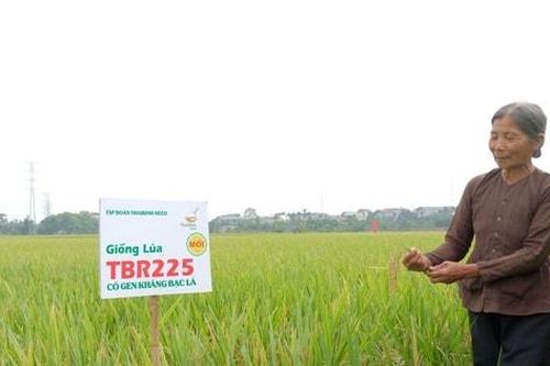 Xây dựng thương hiệu 'Gạo Phúc Thọ'