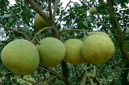 Gia chủ tuổi này khi trồng bưởi sẽ nhận được nhiều may mắn, vượng khí tốt