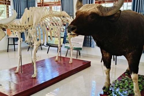 Sau khi tạo ra đàn bò tót lai, con bò tót rừng quý hiếm hiện ra sao?