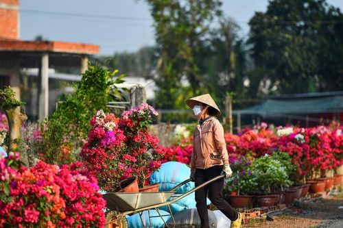 Vui buồn trước mùa hoa Tết