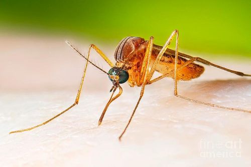Thêm một trường hợp mắc viêm não Nhật Bản tại Đắk Lắk
