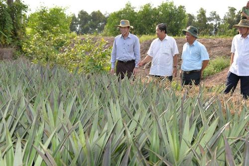 Ứng dụng công nghệ nâng cao giá trị cây dứa