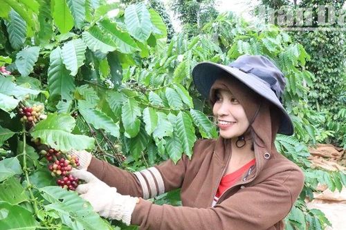 Đắk Lắk thúc đẩy các giải pháp phát triển bền vững ngành hàng cà-phê