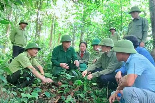 Làm giàu dưới những tán rừng xanh