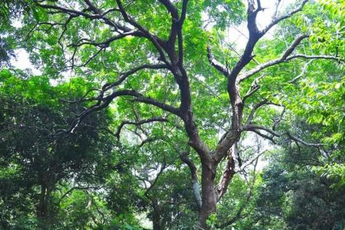 Giữ rừng thiêng cổ thụ giữa khu dân cư