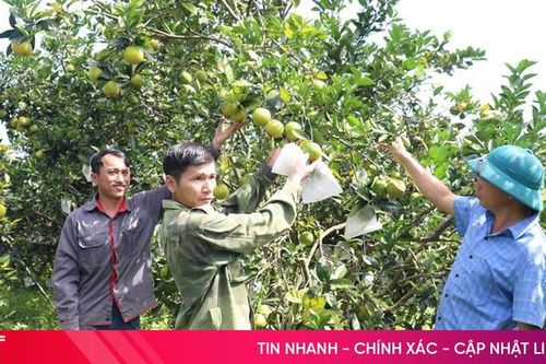 Hà Tĩnh thành lập 183 tổ khuyến nông cộng đồng