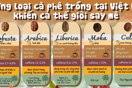 Những loại càphê trồng tại Việt Nam khiến cả thế giới say mê