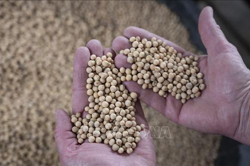 Trung Quốc đẩy mạnh mua đậu tương của Mỹ