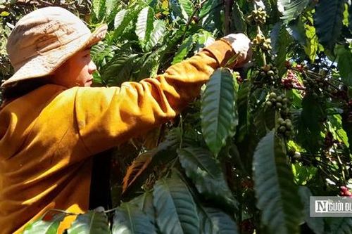 Cà phê được giá, nông dân được mùa