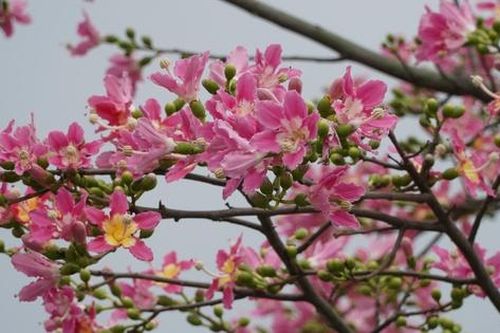 Hà Tĩnh có mỹ nhân
