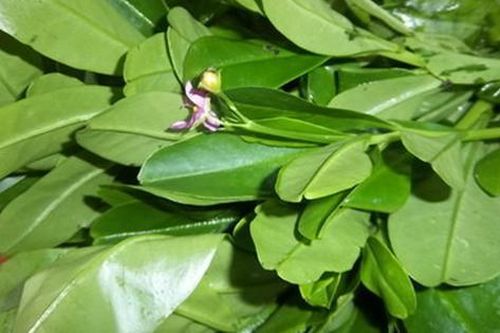 Đừng chỉ ăn củ, lá loài cây này quý như 'nhân sâm người nghèo' nhìn vừa lạ vừa quen
