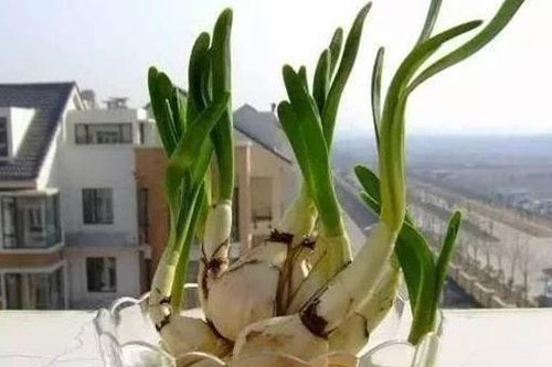 Bí kíp trồng tỏi siêu dễ: Vừa tiết kiệm tiền vừa có tỏi sạch dùng quanh năm