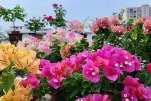 Bí quyết trồng hoa giấy mùa đông: Áp dụng '3 ít và 1 nhiều' để nở hoa rực rỡ