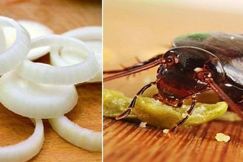 Dùng 1 củ hành tây theo cách này, gián mẹ gián con 'khiếp vía 3 đời', không bao giờ quay trở lại
