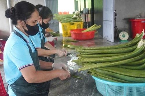 Hợp tác xã do phụ nữ tham gia quản lý và xu hướng chuyển đổi 'xanh'