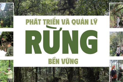 Phát triển và quản lý rừng bền vững