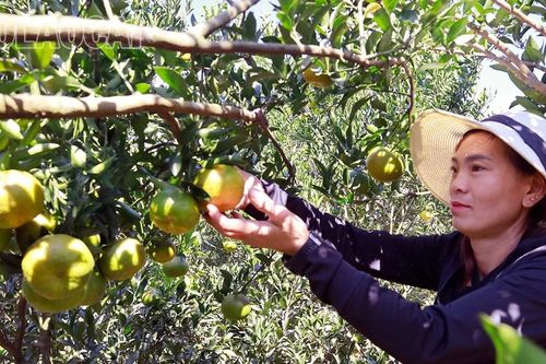 Mường Khương: Rộn ràng mùa thu hoạch quýt sen