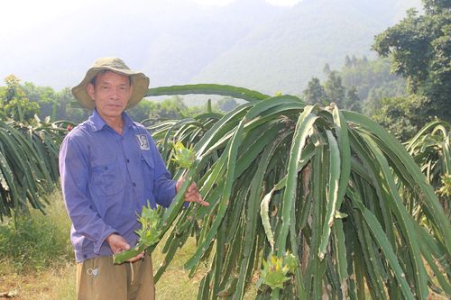 Làm giàu trên quê hương