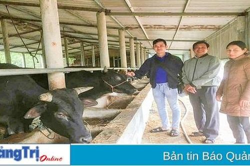 Nuôi bò thịt thâm canh gắn với liên kết tiêu thụ sản phẩm
