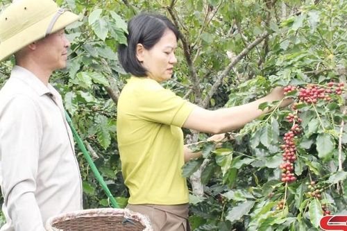 Nâng cao hiệu quả hoạt động của các HTX