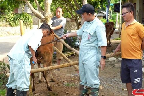 Nâng cao năng suất và tính bền vững cho ngành chăn nuôi