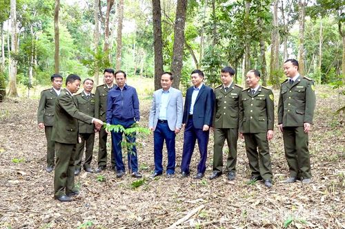 Đồng chí Phó Chủ tịch UBND tỉnh Hoàng Việt Phương kiểm tra công trình làm giàu rừng tại Sơn Dương