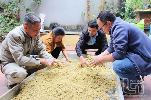 Triển khai thí điểm mô hình nuôi lợn có bổ sung bột lá chè xanh ở Phú Bình