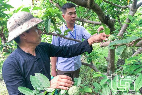 Thái Nguyên: Trên 1.000ha cây ăn quả đạt tiêu chuẩn VietGAP