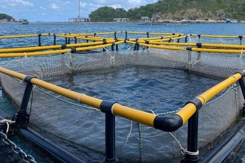 Phát triển kỹ năng ngành nuôi biển công nghiệp – hướng đi cho tương lai