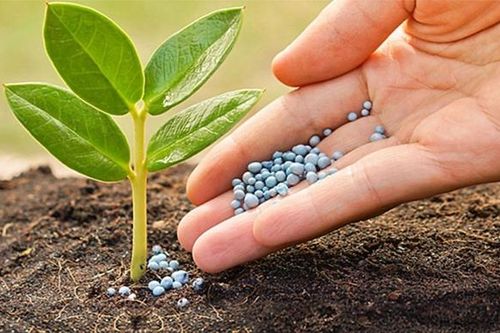 Lợi nhuận doanh nghiệp phân bón sẽ gia tăng nhờ chính sách thuế mới