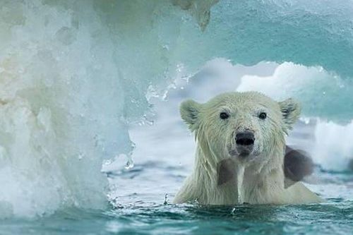 Nanook: Linh hồn gấu Bắc Cực và những truyền thuyết của người Inuit