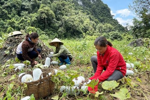Thạch An khó khăn trong tiêu thụ bí xanh thơm