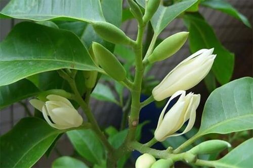 Cách trồng hoa ngọc lan trong chậu nở nhiều bông, thơm ngào ngạt