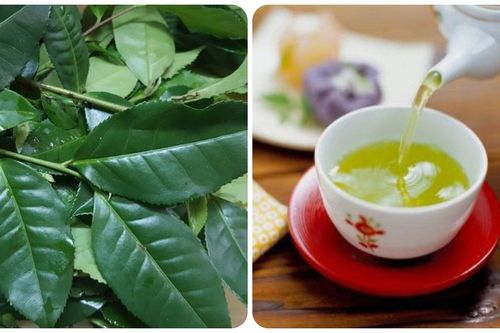 Uống nước chè tươi có tốt cho sức khỏe?