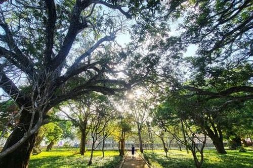 Côn Đảo có thêm 24 cây di sản