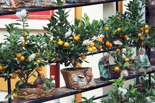Cách trang trí cây cảnh đón Tết đúng phong thủy cho cả năm phát lộc