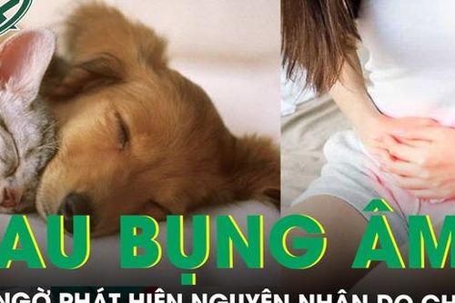 Đau bụng âm ỉ 1 tuần, bất ngờ phát hiện nguyên nhân do 3 con chó và 3 con mèo cảnh