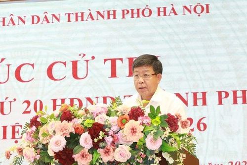 Cử tri kiến nghị thành phố phân cấp để xử lý cây xanh bám tường tại các chung cư cũ, xuống cấp