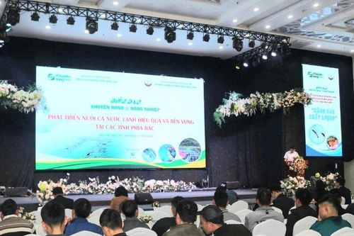 Phát triển nuôi cá nước lạnh hiệu quả và bền vững ở miền bắc