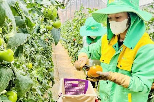 Liên kết cung ứng thực phẩm an toàn cho TPHCM - Bài 1: Đến tận nơi, khảo sát từng trang trại