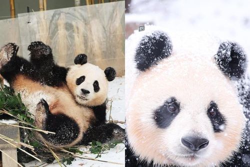 Hàng nghìn người ngắm khoảnh khắc 'mỹ nữ' gấu Aibao đón tuyết đầu mùa