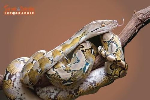 3 loài trăn nằm trong Sách Đỏ Việt Nam