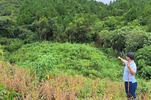 Kon Tum: Một công ty lâm nghiệp để mất hơn 11ha rừng trồng